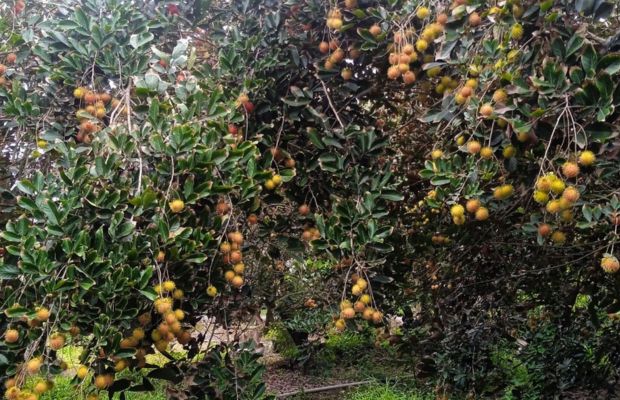 Bao Thach rambutan garden